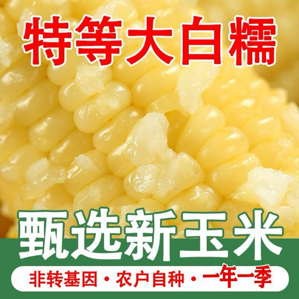 2025东北糯玉米真空包装非转基因白糯玉棒早餐代餐粘玉米熟黏玉米