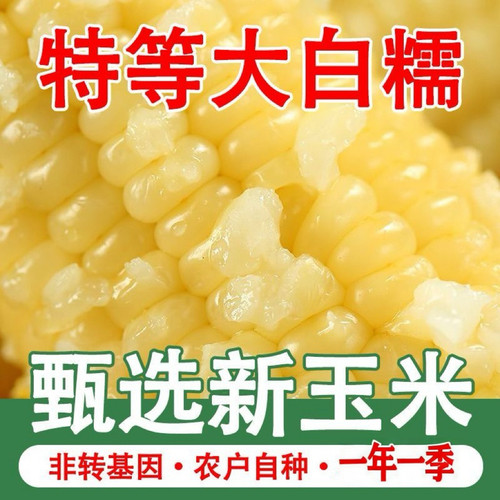 东北糯玉米真空包装非转基因玉棒早餐代餐粘玉米熟黏玉米饱腹轻食