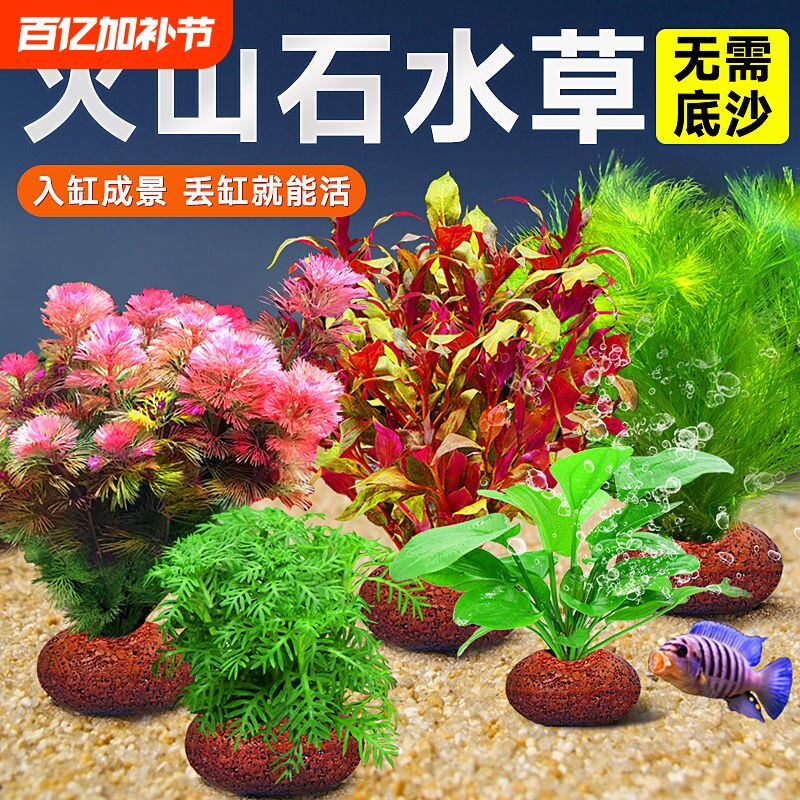 鱼缸火山石水草植物造景装饰专用真草水培蜈蚣草绿菊净化水质养鱼
