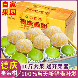 正宗德庆贡柑皇帝柑果园现摘现发桔子橘大中小果礼盒装新鲜一整箱