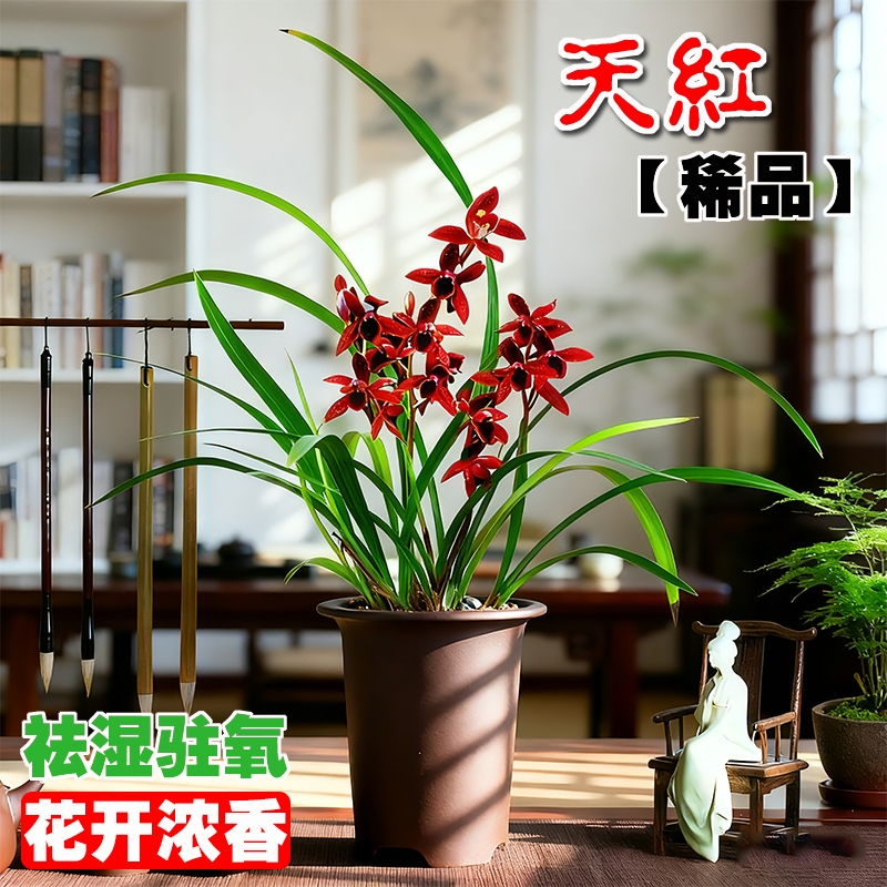 建兰天红名贵四季兰红素花苗夏带花苞浓香室内好养盆栽花卉客厅