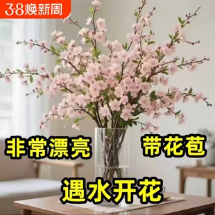 【遇水开花】腊梅花带花苞水培水养浓香花卉绿植室内盆栽梅花耐寒