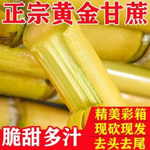 云南黄金甘蔗9斤当季 新鲜脆甜黄皮甘蔗孕妇水果爆甜中段甘蔗批发