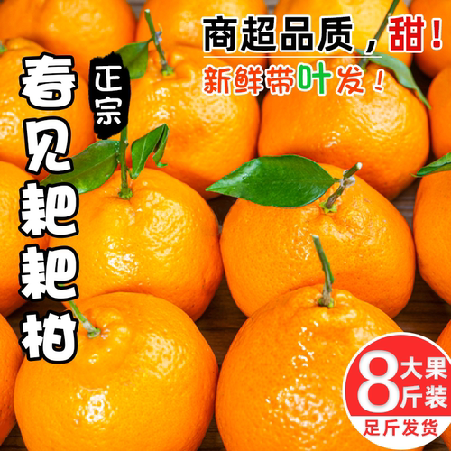 四川春见耙耙柑新鲜带叶发