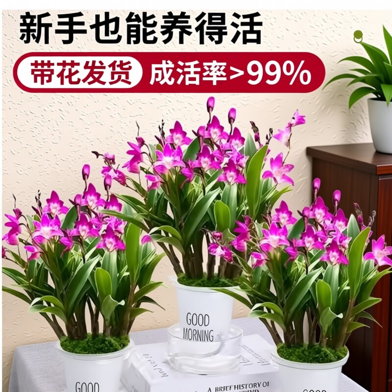 香水石斛兰花苗盆栽带花苞送盆水培绿植室内外好养客厅开花花期
