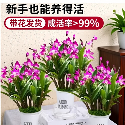 香水石斛兰花苗盆栽带花苞送盆水培绿植室内外好养客厅开花花期