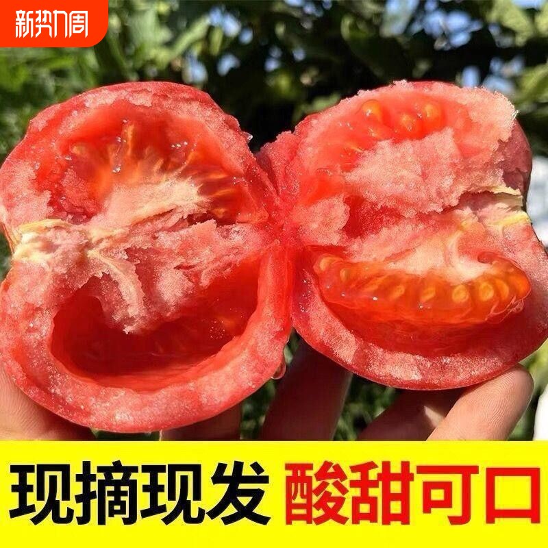 产地直发西红柿多汁番茄应季蔬菜西红柿产地采摘沙瓤孕妇儿童番茄