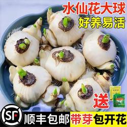 漳州水仙花种球水培盆栽植物带花苞室内冬季花卉郁金香年宵花开花