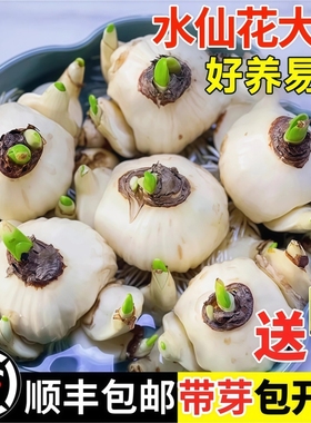 漳州水仙花种球水培盆栽植物带花苞室内冬季花卉郁金香年宵花开花