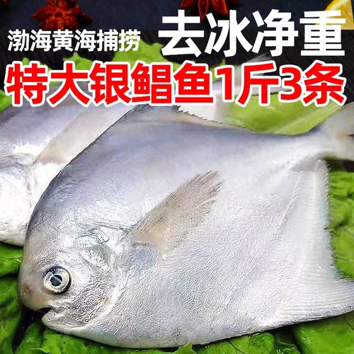 巡洋星新鲜银鲳鱼4斤海鲜深海