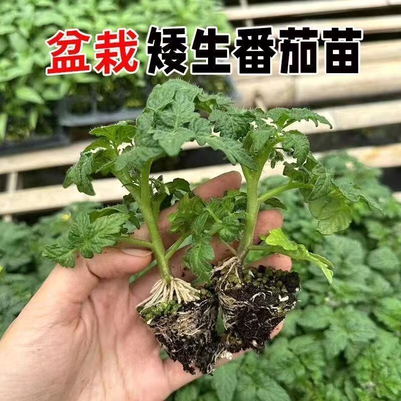 矮生番茄苗红黄黑矮生番茄秧苗带土盆栽圣女果爆满盆阳台种植蔬菜