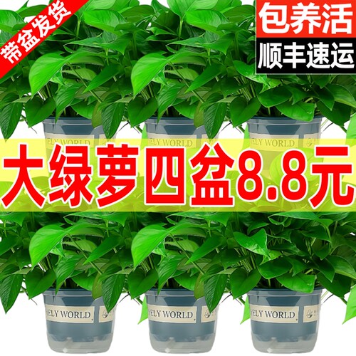 绿萝绿箩盆栽室内水培长藤垂吊大叶新房家用植物花卉绿植吸除甲醛