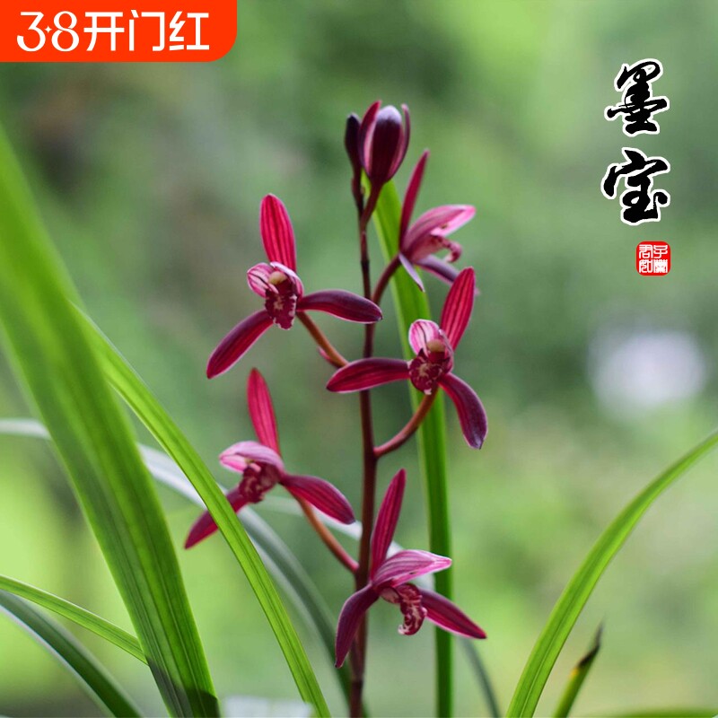 名贵建兰墨宝高端四季兰花苗年宵花卉带花苞盆栽室内好养绿植浓香