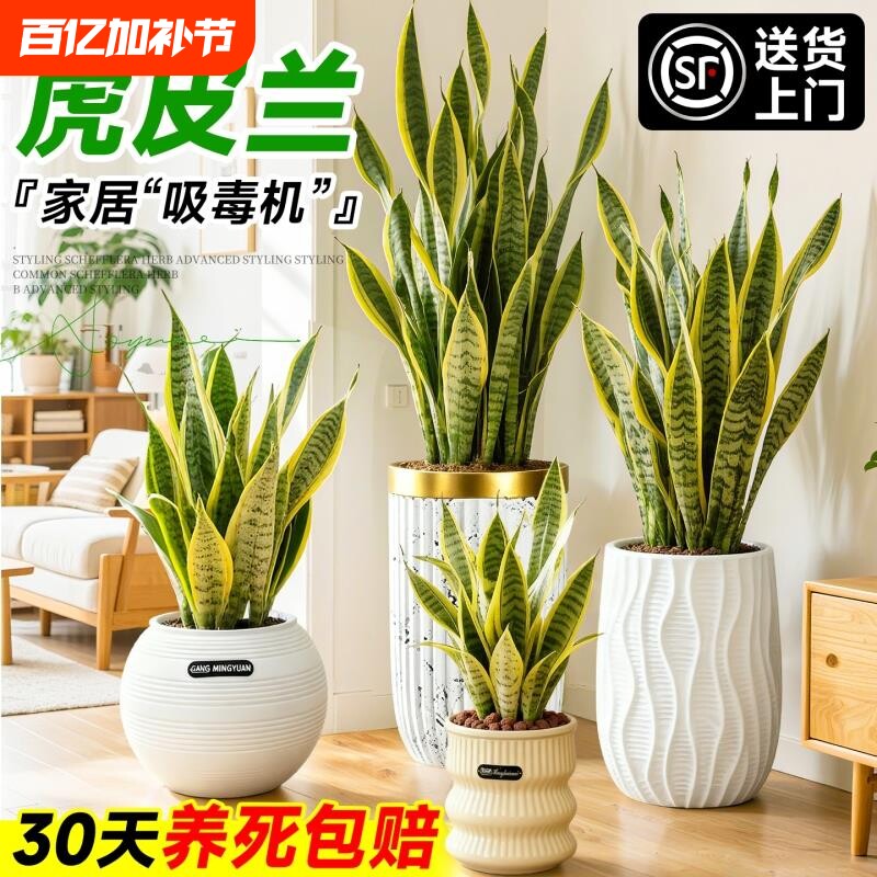 金边虎皮兰盆栽绿植办公室室内客厅大型净化空气四季好养植物甲醛