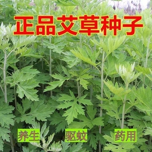 食用艾草种子药用驱蚊草艾叶种籽大小叶艾蒿青蒿种植四季驱蚊