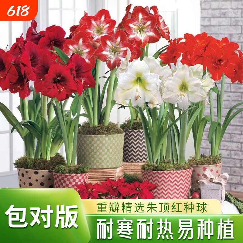 重瓣朱顶红种球盆栽室内阳台花卉室外庭院地载植物耐寒耐热绿植花