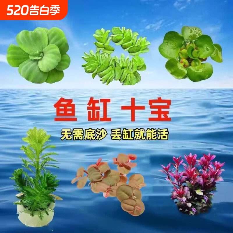 鱼缸浮萍水草养鱼生态缸增氧淡水草水培植物造景摆件沉底定植溪流