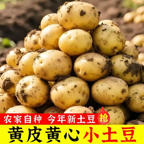 新鲜恩施小土豆农家黄心