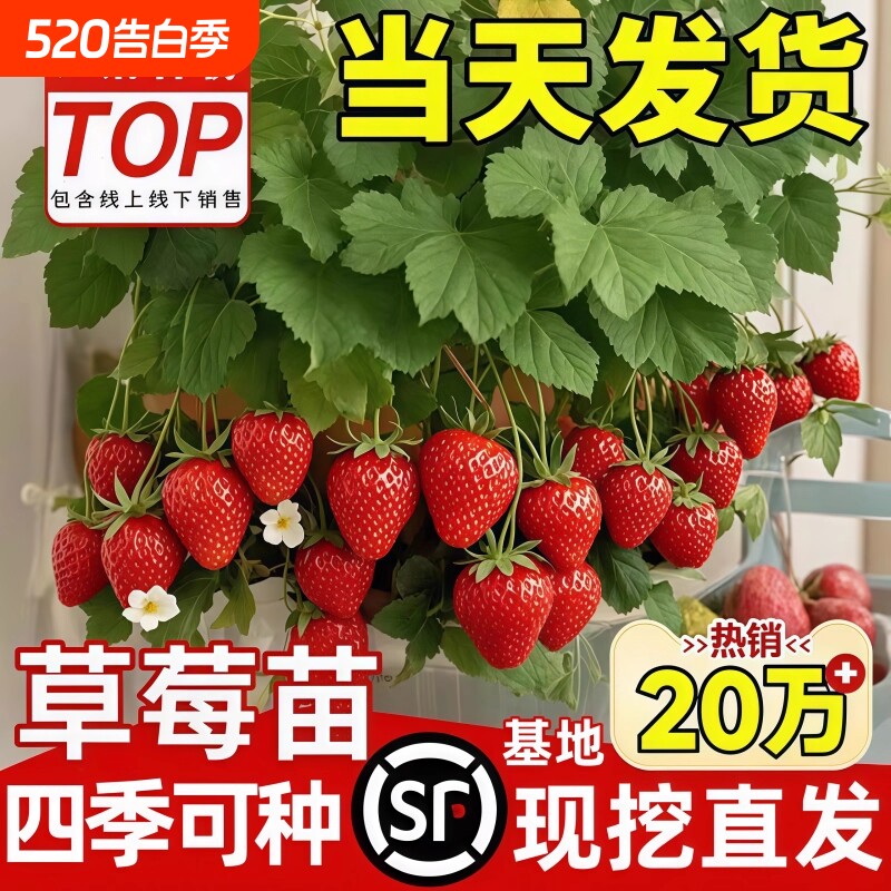 草莓苗盆栽种植奶油草莓穴盘秧苗四季带花结果可食用阳台植物庭院