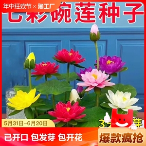 莲子水培植物室内好养种子籽碗莲荷花盆栽客厅睡莲四季开花卉水养