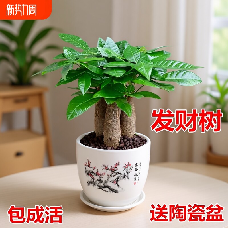 发财树室内小盆栽绿植花卉水培植物绿萝文竹四季好养活办公室桌面