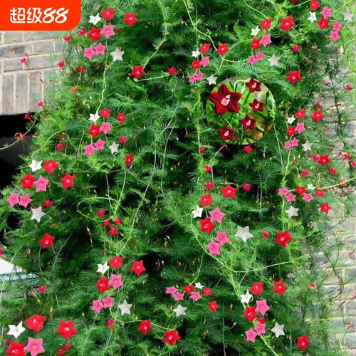 阳台花种子五星花五角星四季羽叶茑萝绿植室内爬藤盆栽攀藤花种子