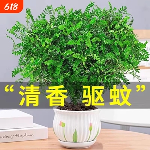 胡椒木盆栽花卉驱蚊草植物树苗老桩盆景九里香绿植客厅办公桌卧室