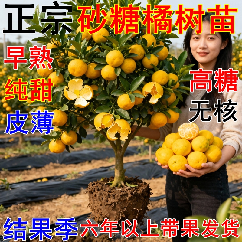沙糖桔树苗地栽盆栽南方北方种植橘子树苗柑桔果树嫁接砂糖橘果苗