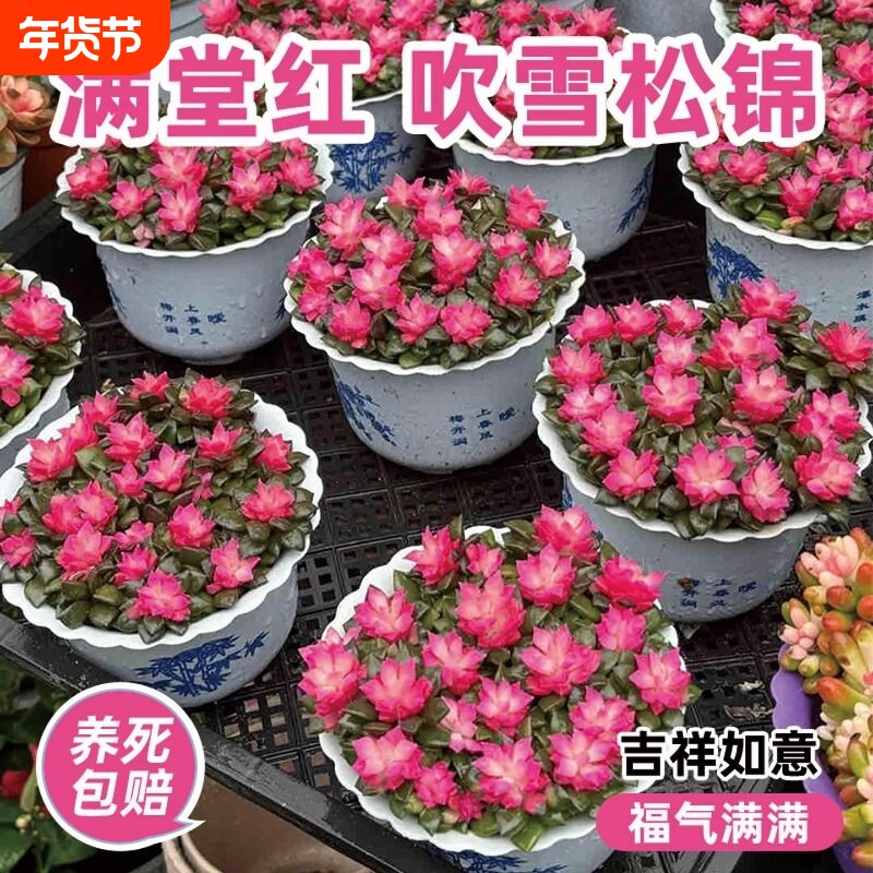 多肉植物小盆栽吹雪之松锦绿植花卉招财卡日松室内桌面带盆阳台