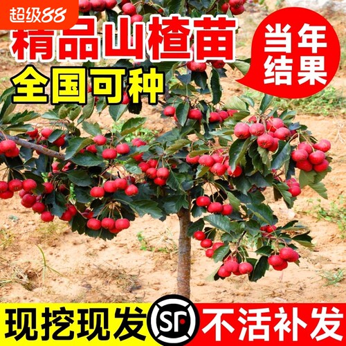 樱桃树苖北方耐寒南中华苗