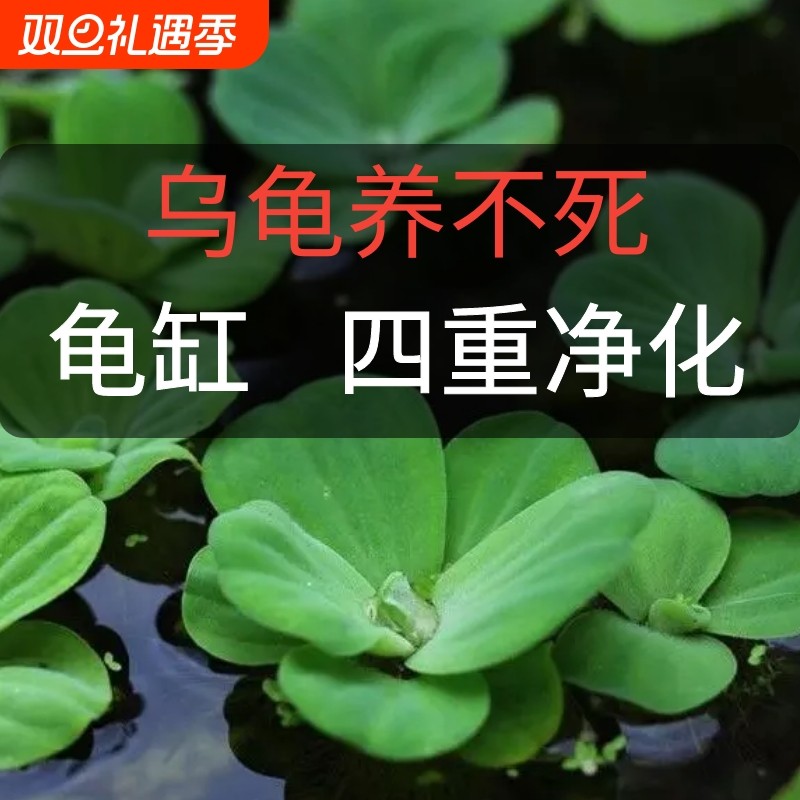 乌龟专用缸造景浮萍水草房子养龟龙眼叶装饰生态缸晒台爬坡植物