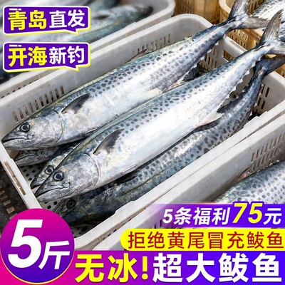 青岛大鲅鱼马鲛鱼新鲜活冷冻鲐鲅鱼整条燕鲅鱼生鲜海鲜鱼香肉水产