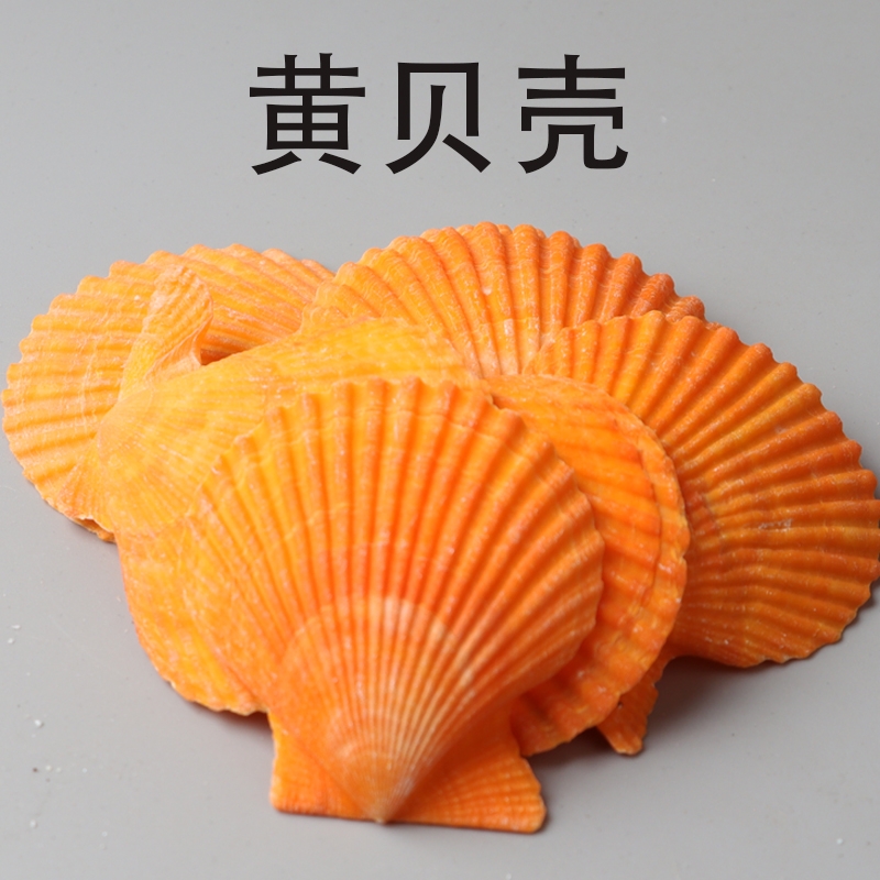 天然小海螺贝壳情侣扇贝墙贴婚庆装饰品鱼缸造景收藏绘画彩色扇贝