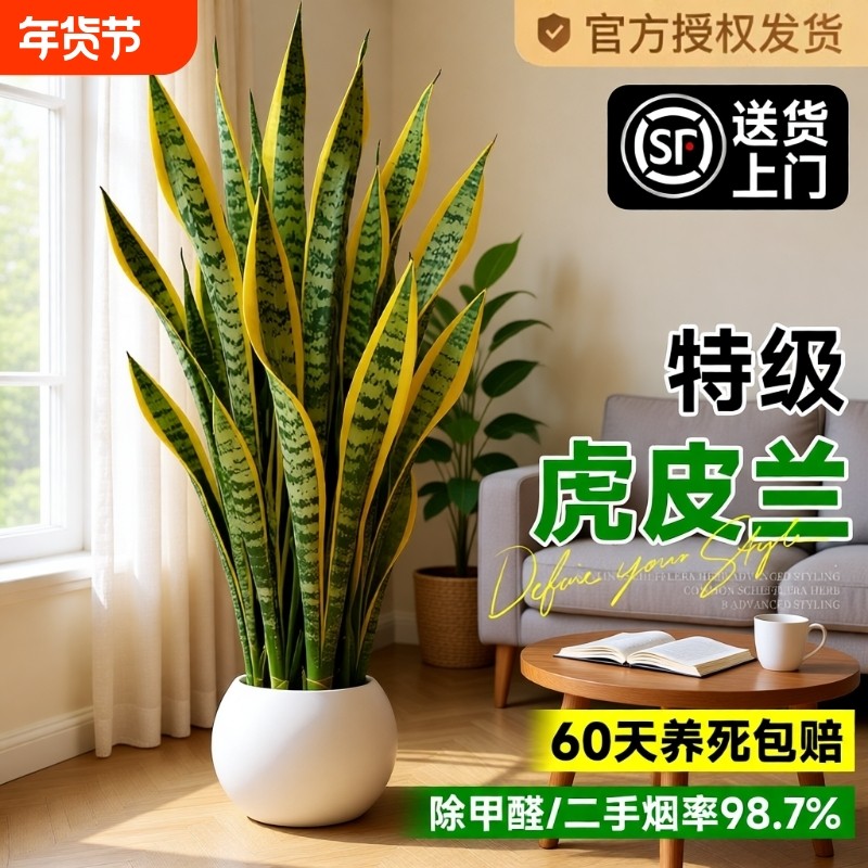 金边虎皮兰绿植办公室室内客厅阳台大型盆栽净化空气四季好养植物