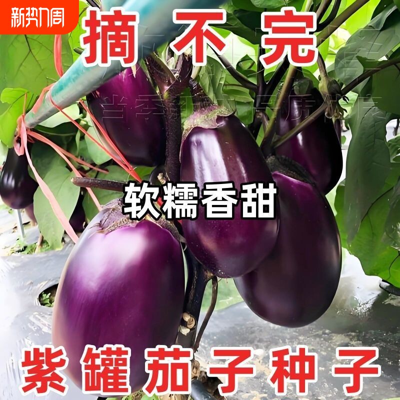 紫罐茄子种子特大牛心茄蔬菜农家盆栽高产春秋季四季菜瓜种籽育苗