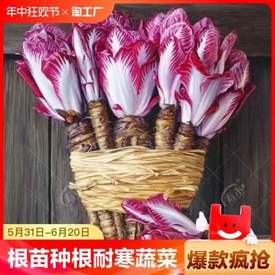 软化菊苣根苗紫玉兰金玉兰菜根苗种根蔬菜苗盆栽地栽种植开花阳台