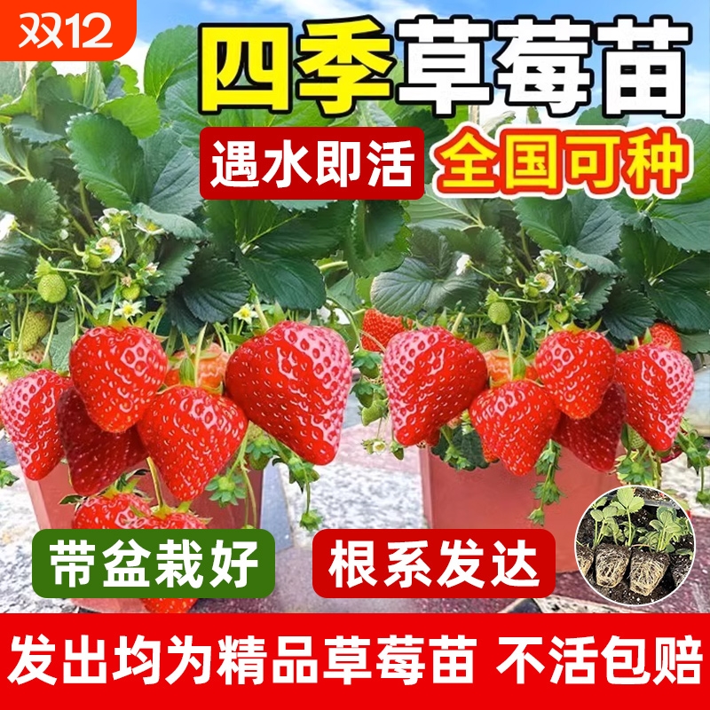 奶油草莓苗冬季盆栽种籽子带盆带土红颜四季结果阳台种植新苗苗秧