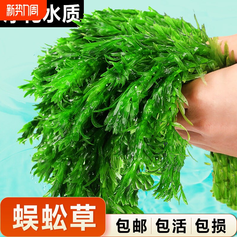 蜈蚣草水草植物鱼缸造景坨草中后景装饰淡水阴性净水增氧绿植沉底