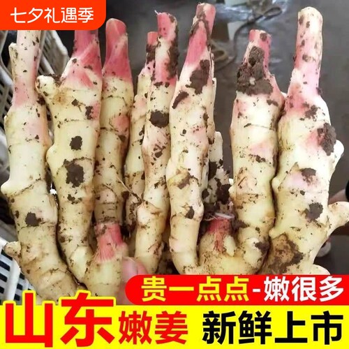 山东红芽生姜5斤带泥发货