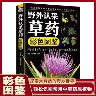 野外认采草药彩色图鉴图解中华汉方快速认药彩图全套中草药学野外识别应用彩色图鉴中草药彩图大全图解版 草药材识别入门通俗易懂