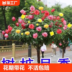 树状棒棒糖树桩月季花苗室外庭院四季开花植物盆栽绿植玫瑰花树苗