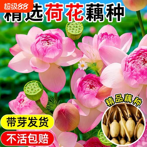 荷花盆栽藕种藕苗水养碗莲花苗缸栽睡莲水培绿植物花卉种子鱼池塘