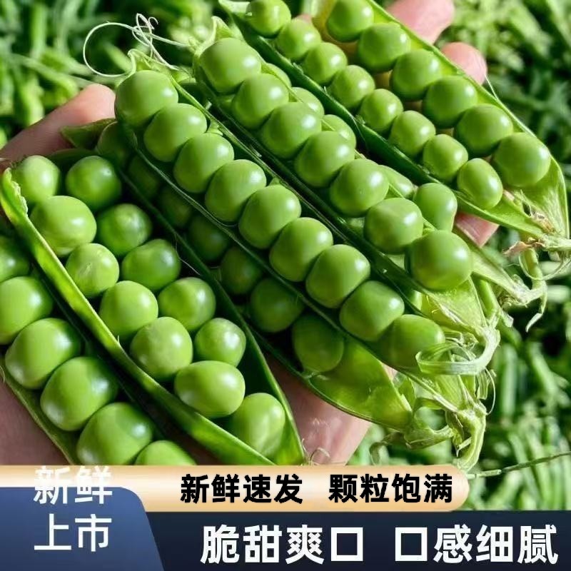 豌豆荚云南高原露天种植长寿仁新鲜豌豆甜脆水果豌豆甜青豆带壳,水产肉类/新鲜蔬果/熟食,新鲜豆类,淘宝优惠券,粉丝福利购,淘宝优惠卷