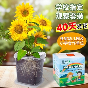 儿童种植小盆栽向日葵种子凤仙花种籽套装学生植物太阳花小番茄