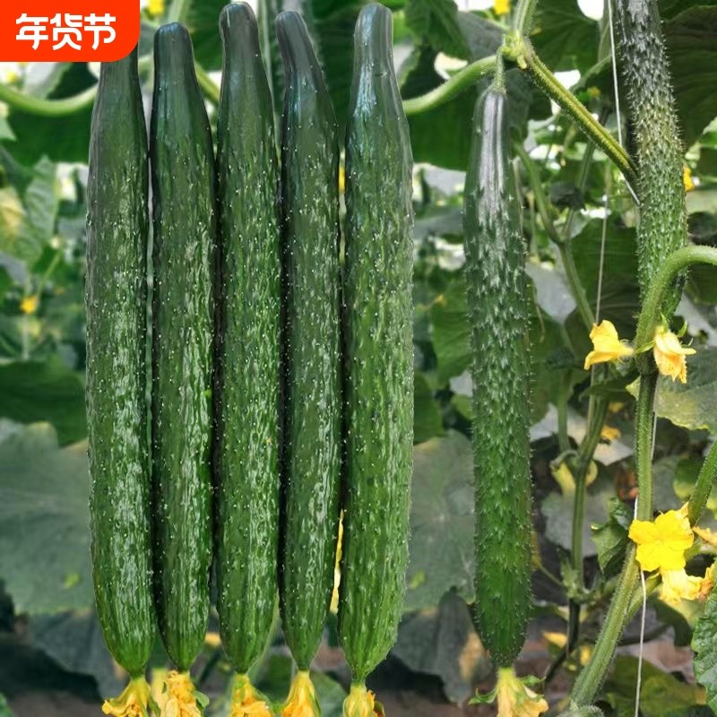 水果黄瓜种子老品种蔬菜好清高产秋季种业阳台白菜奶油四号种植,鲜花速递/花卉仿真/绿植园艺,家庭园艺种子,淘宝优惠券,粉丝福利购,淘宝优惠卷