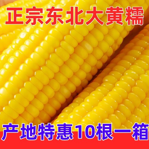 煜松东北新鲜黄糯玉米黄黏糯玉米棒真空包装黄甜玉米香甜农场现摘
