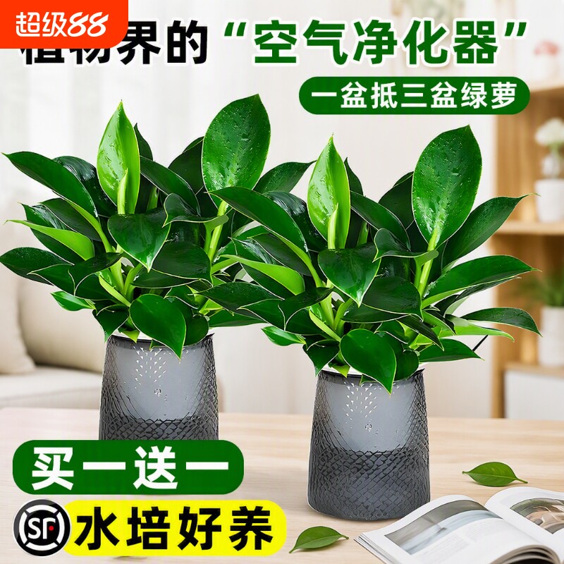 大叶金钻绿公主盆栽带花苞桌摆水培植物室内好养客厅旺宅绿植四季