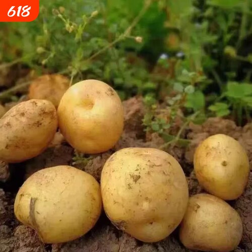 贵州毕节农家自种黄心高山土豆