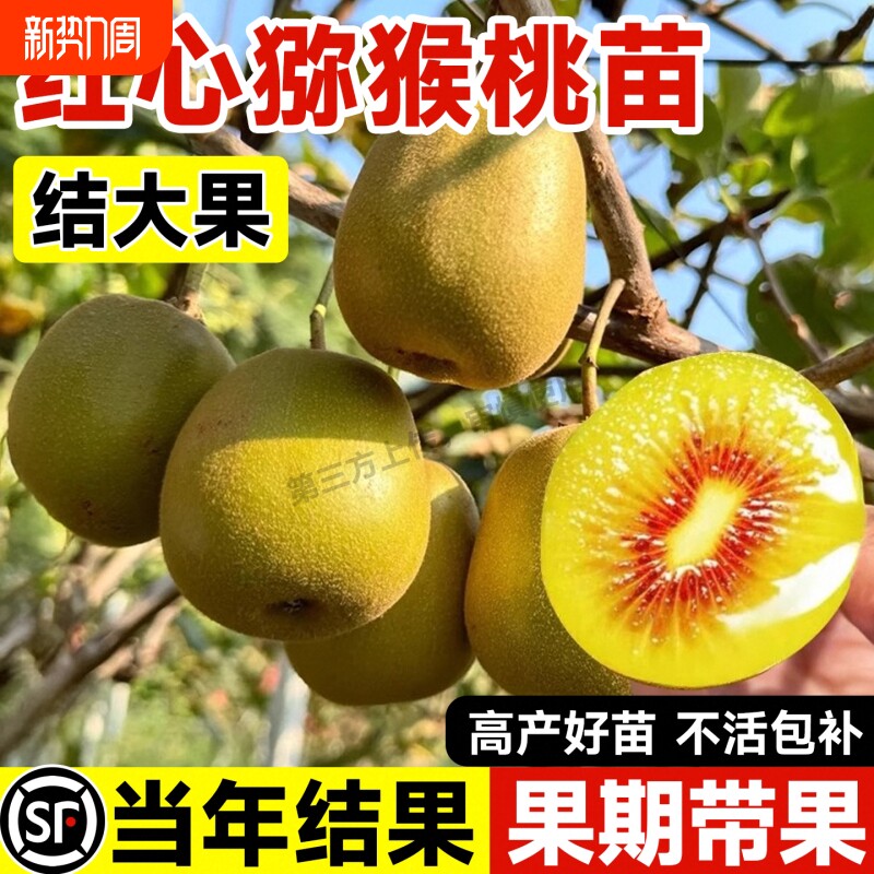 猕猴桃树果苗奇异果红心徐香黄心猕猴桃苗当年结果公母同株果树苗