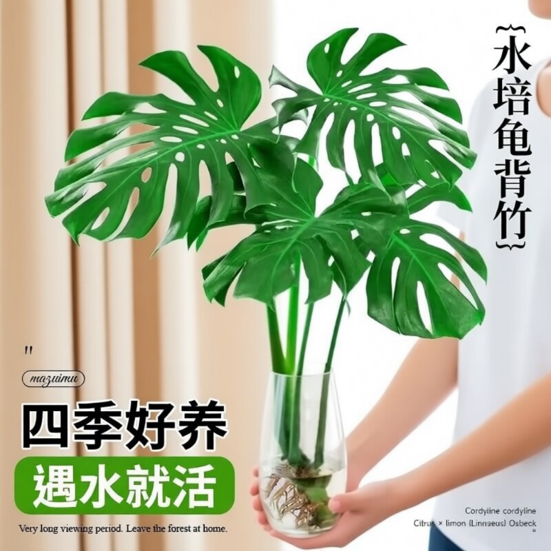 龟背竹盆栽水培植物老桩大叶绿萝水养富贵竹带根绿植室内好养花卉